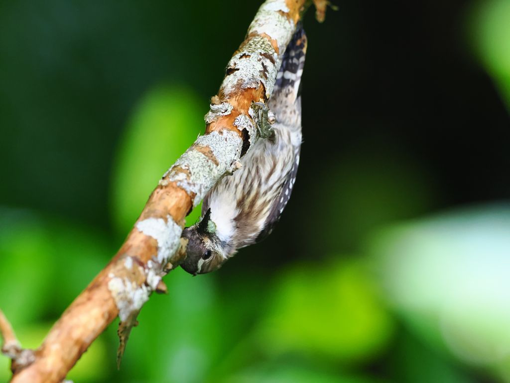 Japanese pygmy woodpecker (Yungipicus kizuki) May 12, 2025 This woodpecker is clutching a small insect Kunigami