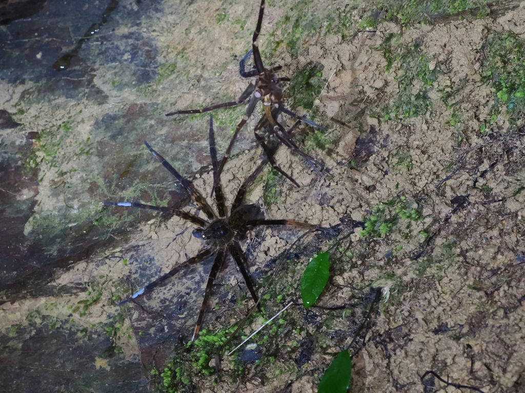 大狡蛛 (Dolomedes orion) Oct 31, 2025 剛蛻皮的大狡蛛 國頭村