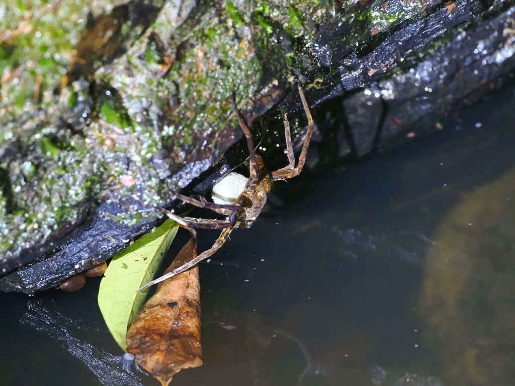 大狡蛛 (Dolomedes orion) Oct 31, 2025 抱著卵囊移動的雌蛛 國頭村