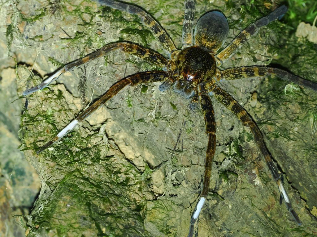 大狡蛛 (Dolomedes orion) Nov 24, 2025 大狡蛛的正面 國頭村