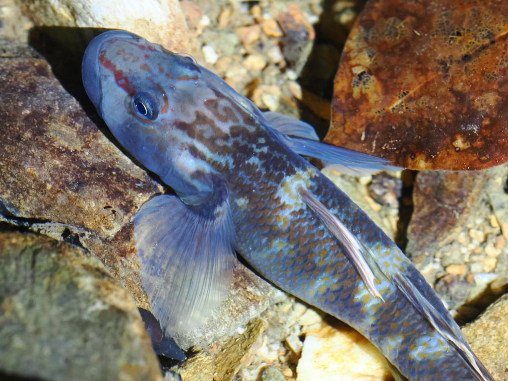 Amur goby (Rhinogobius brunneus) Nov 25, 2025 Kunigami