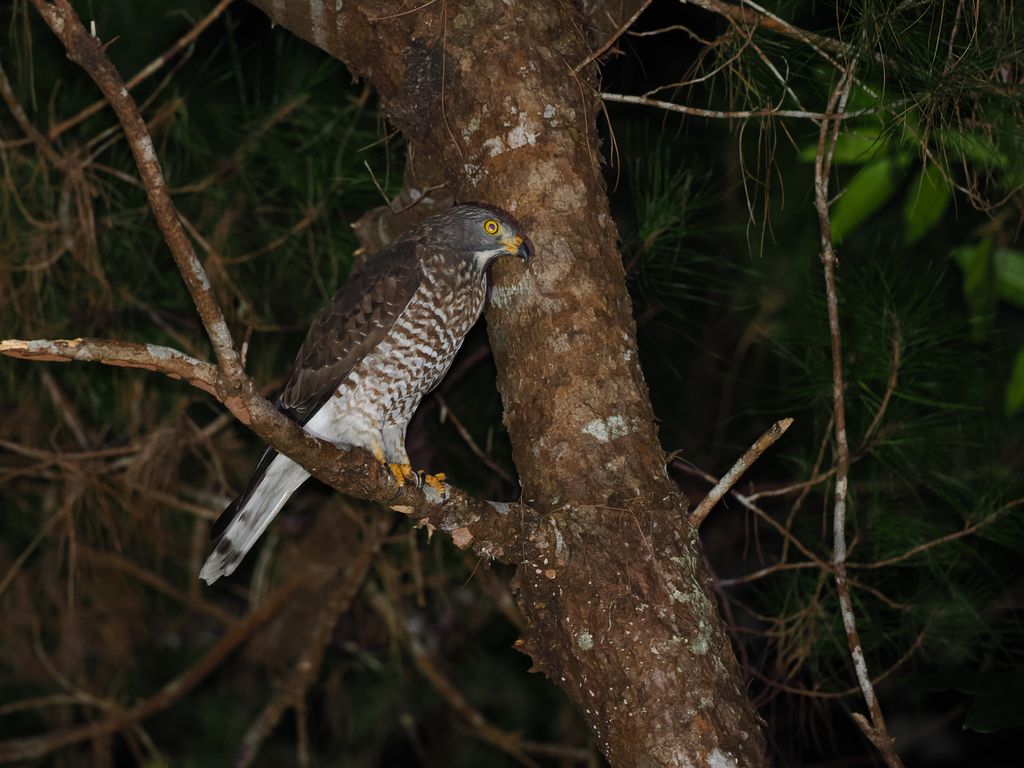 灰面鵟鷹 (Butastur indicus) Dec 3, 2025 在沖繩渡冬的個體 國頭村