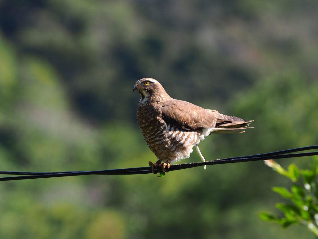 灰面鵟鷹 (Butastur indicus) Feb 4, 2026 在沖繩渡冬的個體,抬起尾羽排泄的瞬間 國頭村