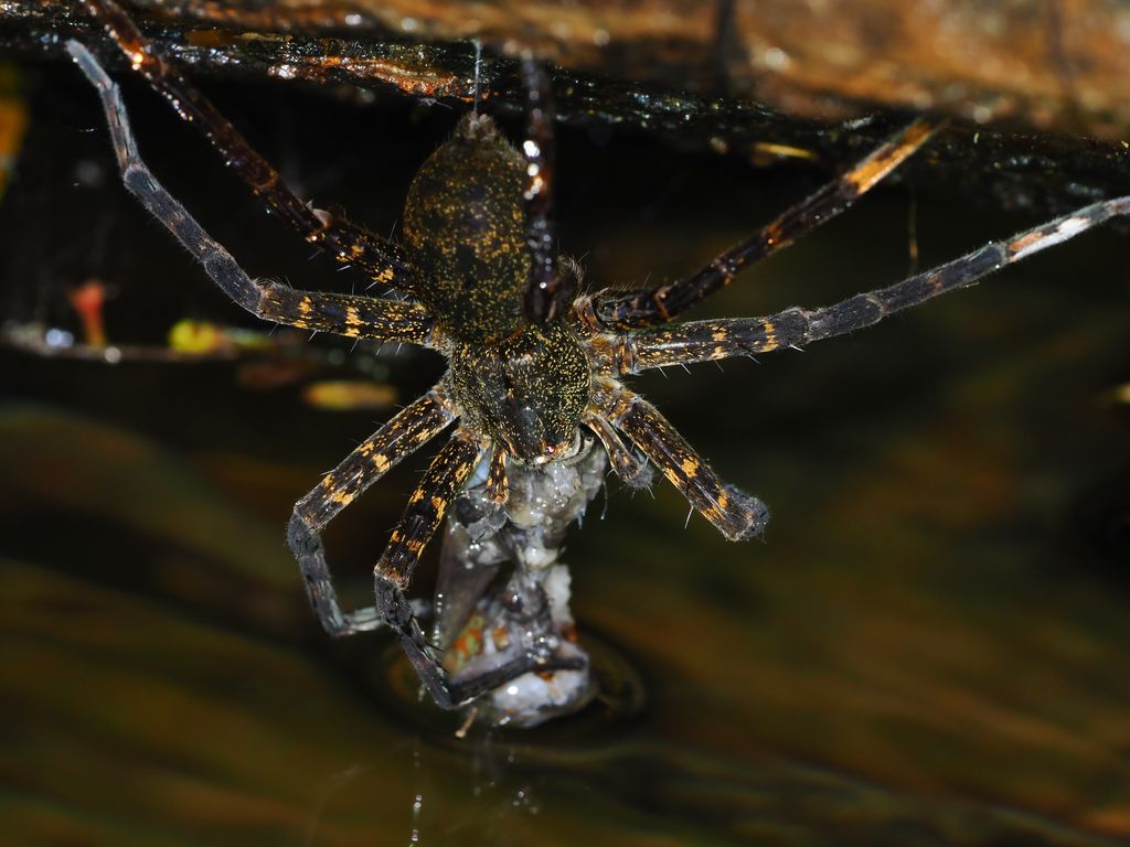 大狡蛛 (Dolomedes orion) Apr 30, 2026 另一角度 大狡蛛捕食了一隻吻鰕虎魚