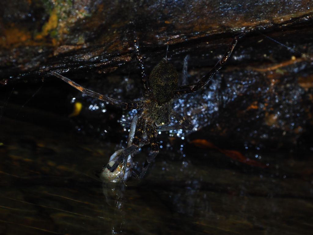 大狡蛛 (Dolomedes orion) Apr 30, 2026 大狡蛛捕食了一隻吻鰕虎魚