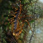 Centipedes & Allies