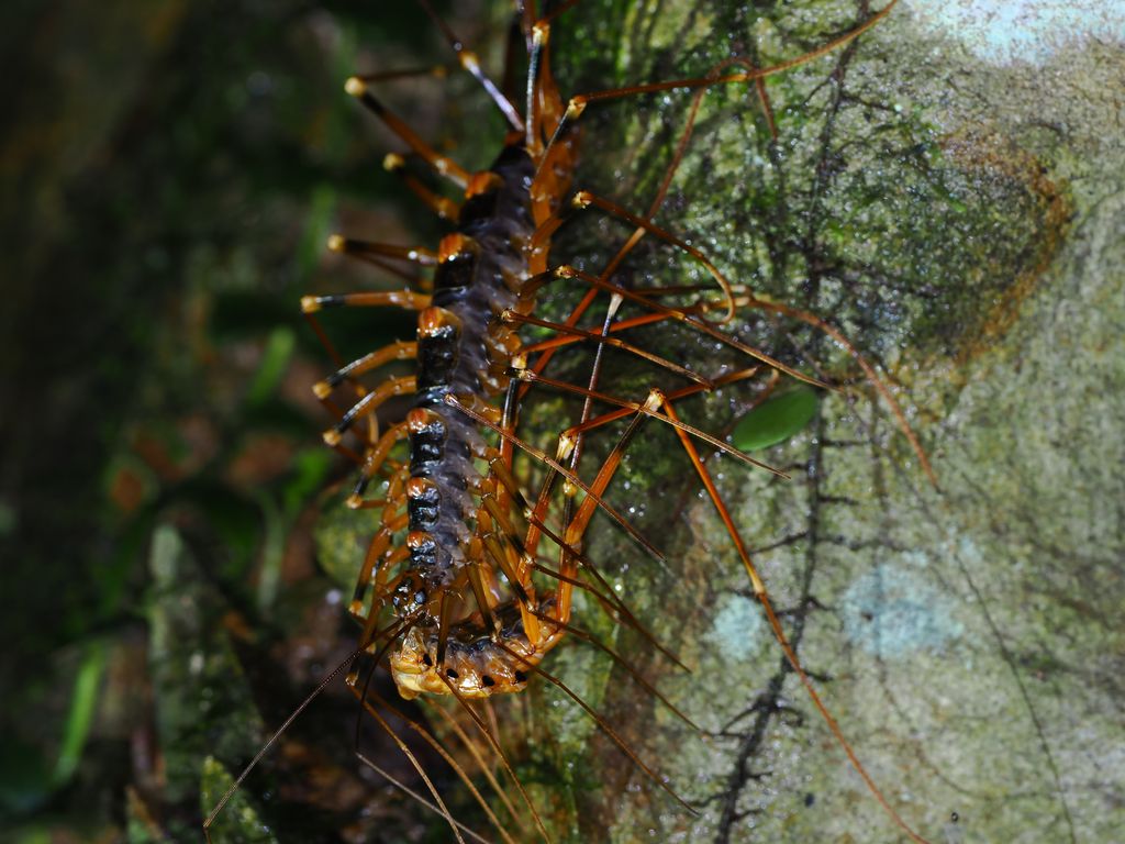 Giant house centipede (Thereuopoda clunifera) May 9, 2026 Preying on conspecific Kunigami