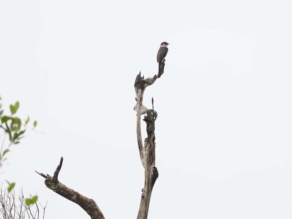 琉球山椒鳥 (Pericrocotus tegimae) May 10, 2026 站在枝頭高處的琉球山椒鳥 國頭村