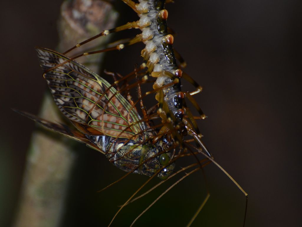 大蚰蜒 (Thereuopoda clunifera) Jun 24, 2026 捕食琉球油蟬的大蚰蜒 大宜味村