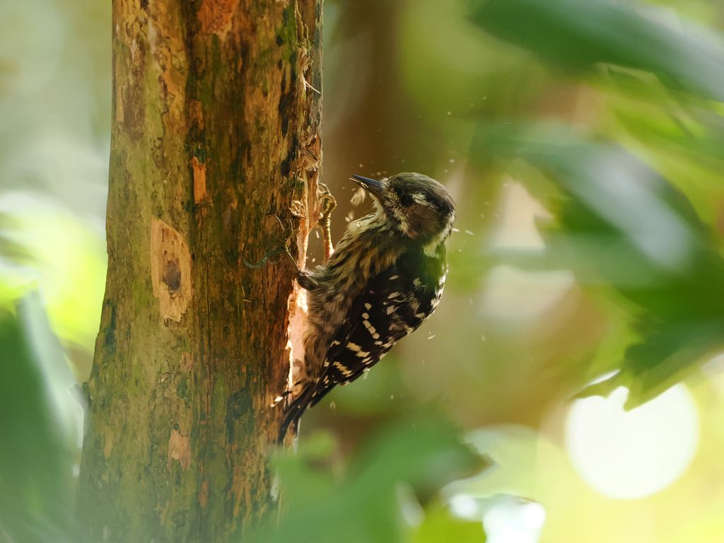 Japanese pygmy woodpecker (Yungipicus kizuki) Jul 15, 2026 Hardworking woodpecker pecking tree Amami Oshima