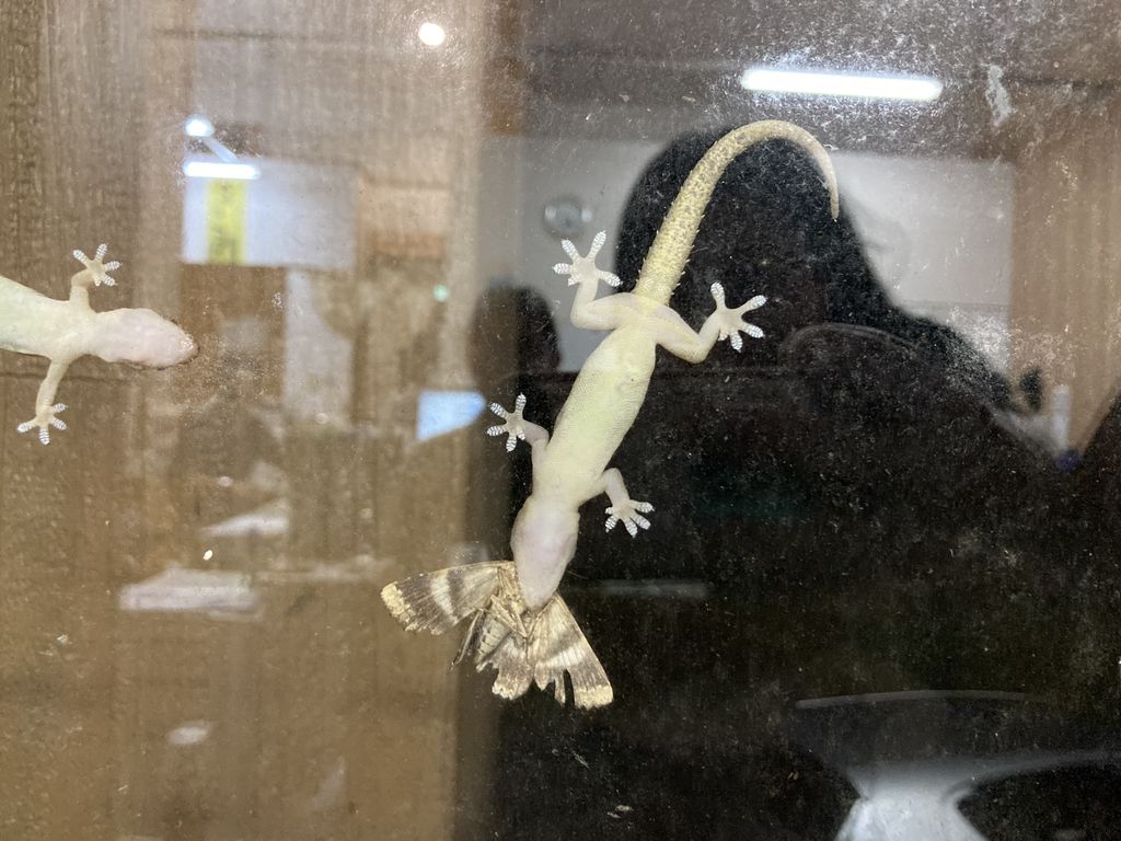 疣尾蜥虎 (Hemidactylus frenatus) Sep 29, 2023 Yambaru Discovery Forest 設施的玻璃內側看到來捕食蛾類的疣尾蜥虎
