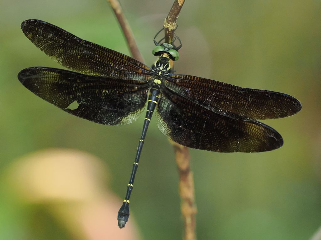 褐翅斑蜓 (Chlorogomphus brunneus) Jun 27, 2024 翅膀有點破損的雌蟲 國頭村