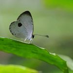 Butterflies & Moths