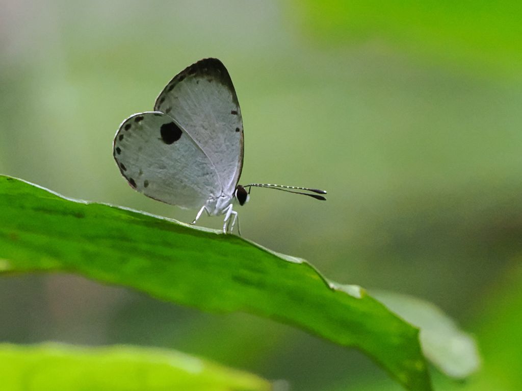 黑丸灰蝶 (Pithecops corvus) May 27, 2026 在蕨類上休息的個體 國頭村