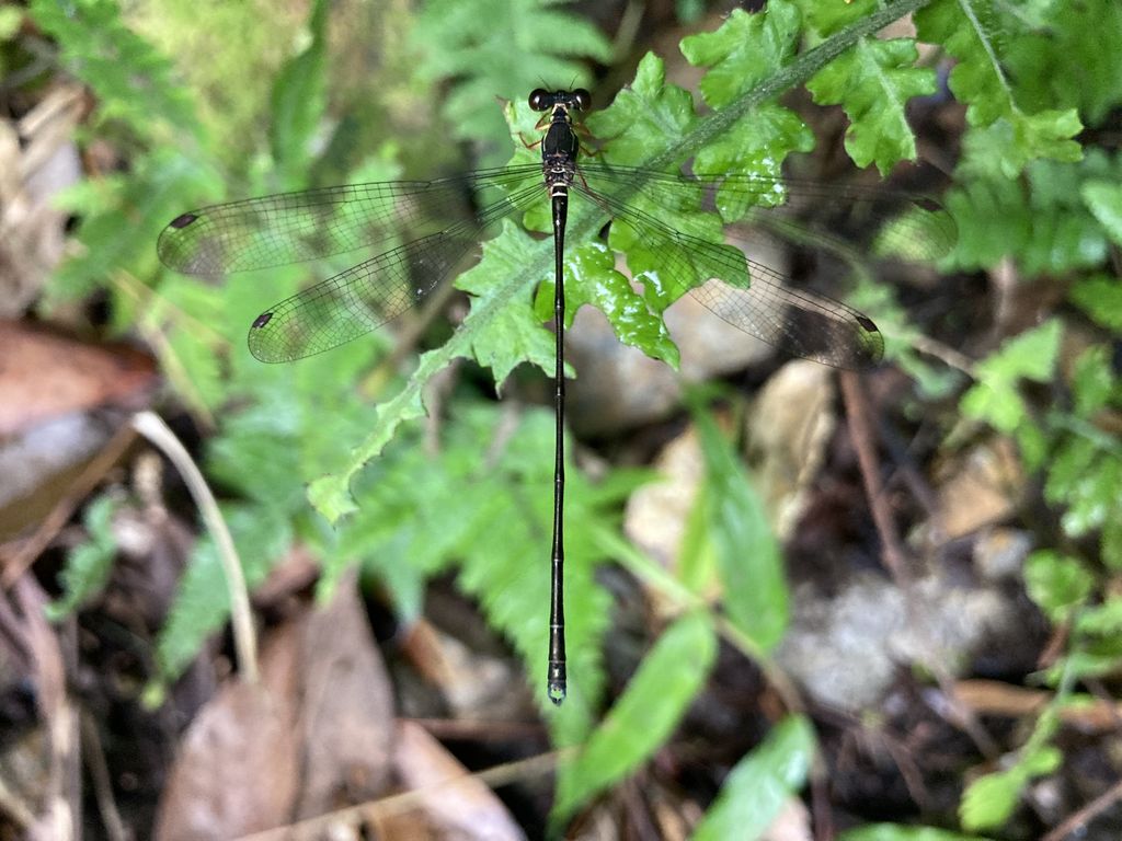 Yambaru flatwig (Rhipidolestes shozoi) Apr 19, 2023 Kunigami