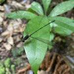 Dragonflies & Damselflies