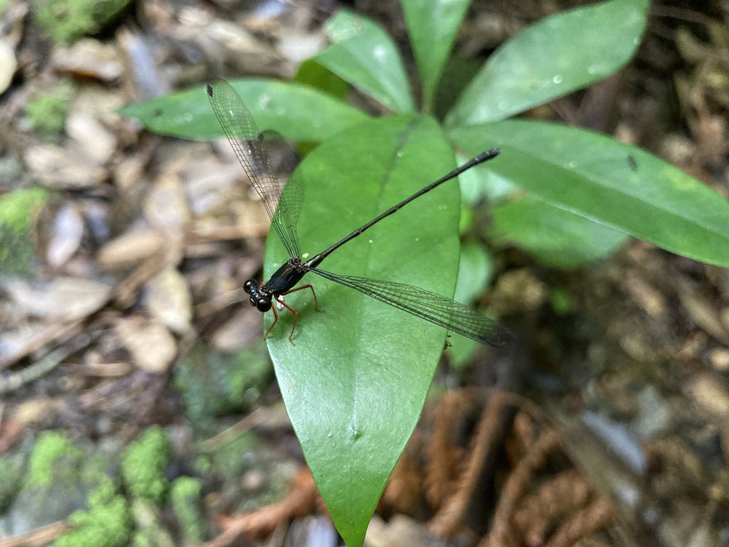 Yambaru flatwig (Rhipidolestes shozoi) May 21, 2023 Kunigami