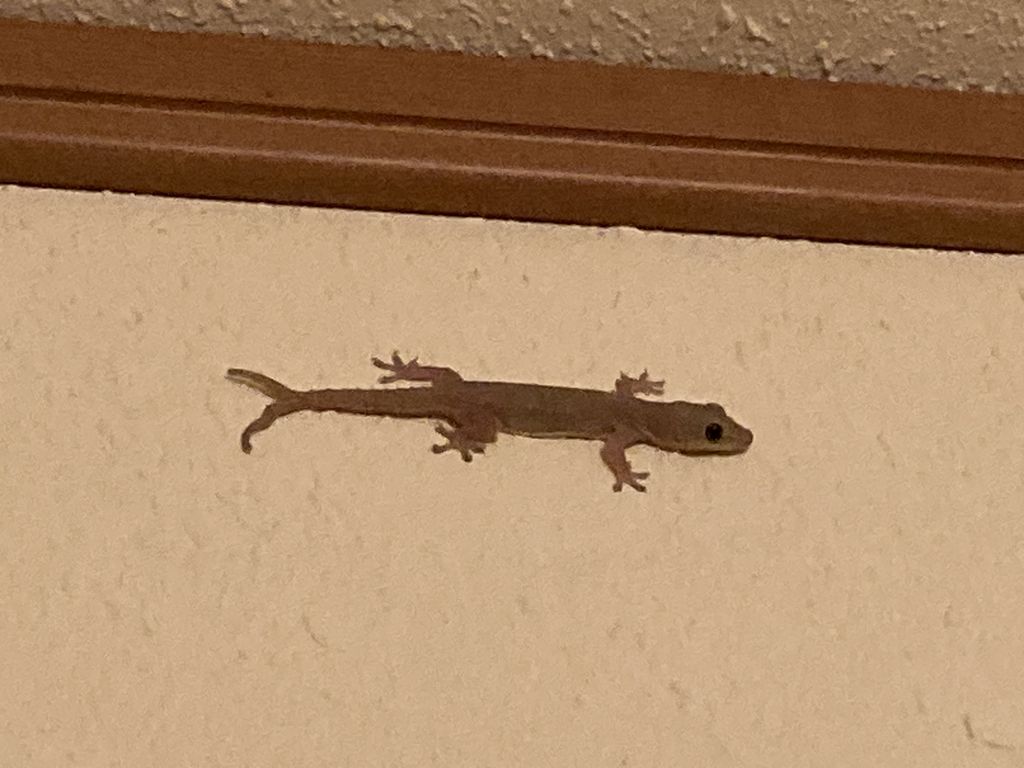 Common house gecko (Hemidactylus frenatus) Aug 10, 2023 This individual in Iriomote has a bifurcated tail due to incomplete regeneration inside an inn.