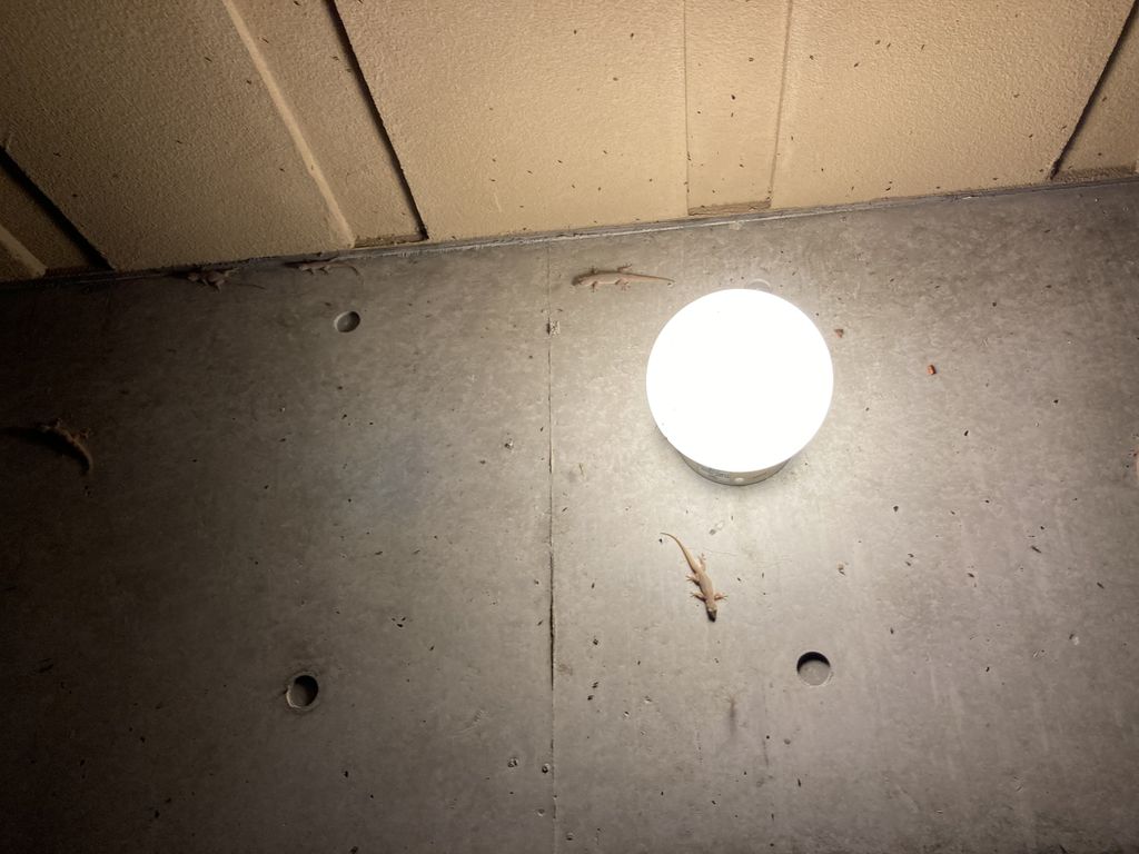 Common house gecko (Hemidactylus frenatus) Sep 29, 2023 Lights on the exterior wall of Yambaru Discovery Forest attract many insects and Common house gecko that come to prey on them.
