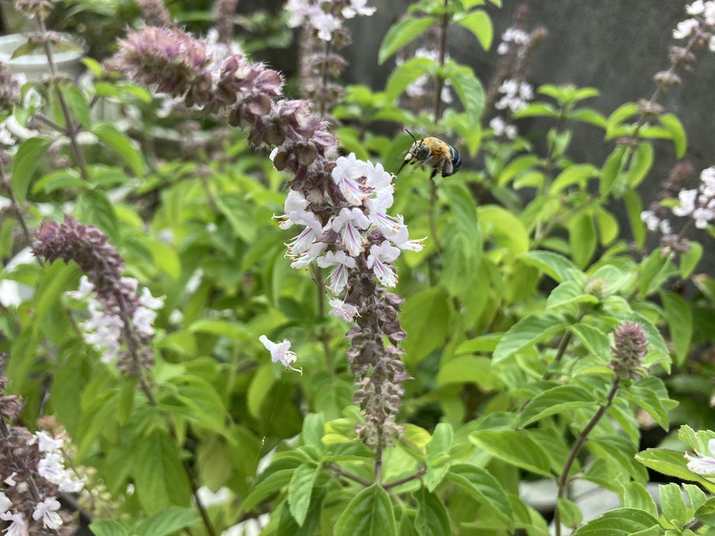 Ryukyu blue banded bee (Amegilla calceifera) Nov 8, 2023 individual visiting flowers during the day Kunigami