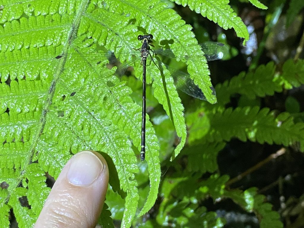 Yambaru flatwig (Rhipidolestes shozoi) Apr 26, 2024 Very small size compared to an index finger