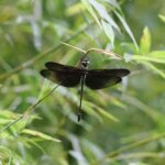 Dragonflies & Damselflies