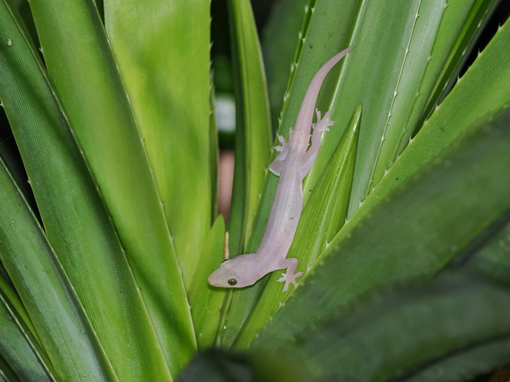 Common house gecko (Hemidactylus frenatus) Aug 25, 2025 This individual on Iriomote had a previously broken tail; the old tail base has ringed scales, but the regenerated part does not.