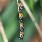 Bees & Ants