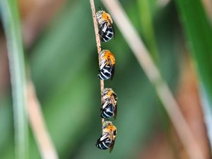 Ryukyu Blue Banded Bee