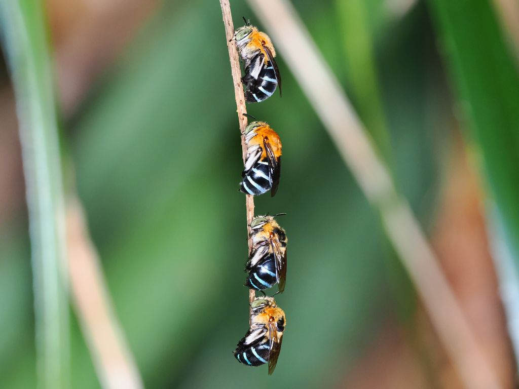 甜無墊蜂 / Ryukyu blue banded bee / アオスジコシブトハナバチ (Amegilla calceifera)