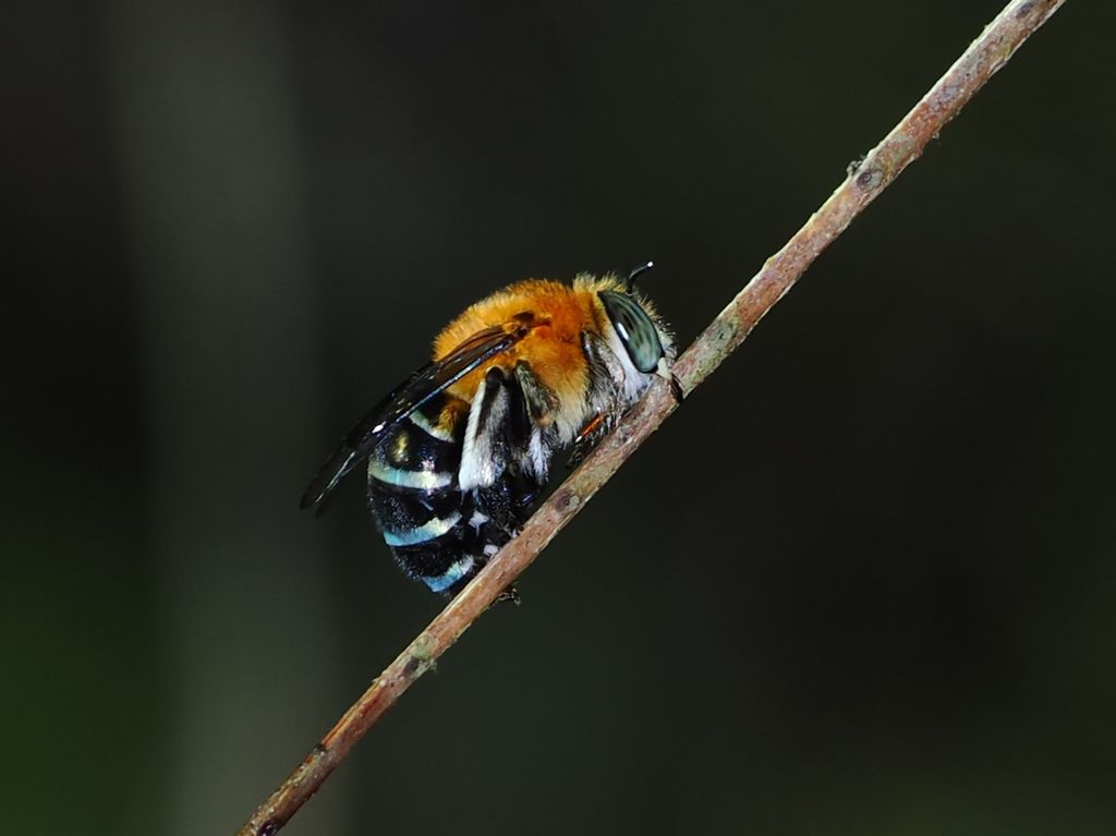 Ryukyu blue banded bee (Amegilla calceifera) May 9, 2026 male bee sleeping by clamping on a branch Kunigami