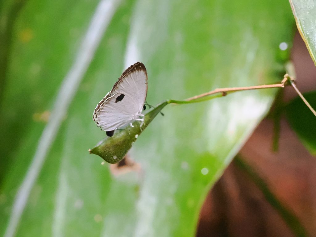 黑丸灰蝶 (Pithecops corvus) May 27, 2026 正在山螞蝗屬(Desmodium)植物上產卵的雌蝶