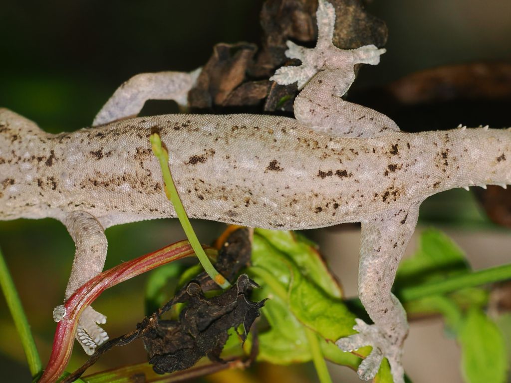 Common house gecko (Hemidactylus frenatus) Jul 27, 2026 On the side of this individual from Kunigami, there are many large tubercular scales.