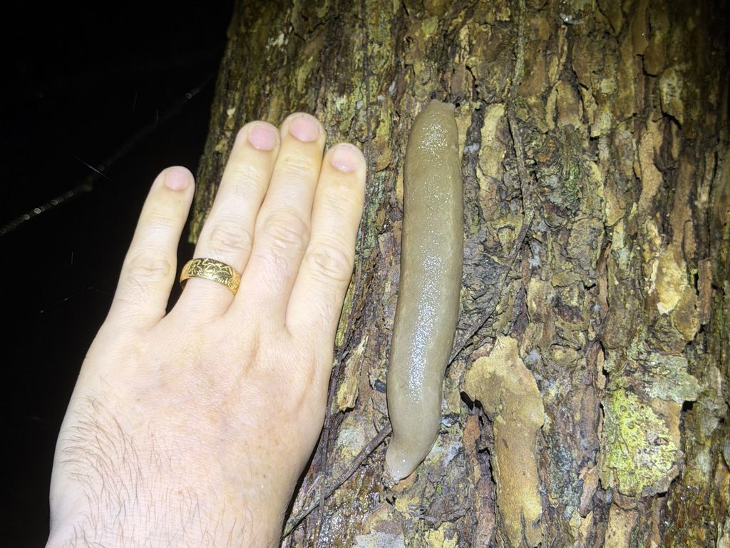 Yambaru giant slug (Meghimatium sp.) Sep 16, 2026 Approximately 15 cm long
