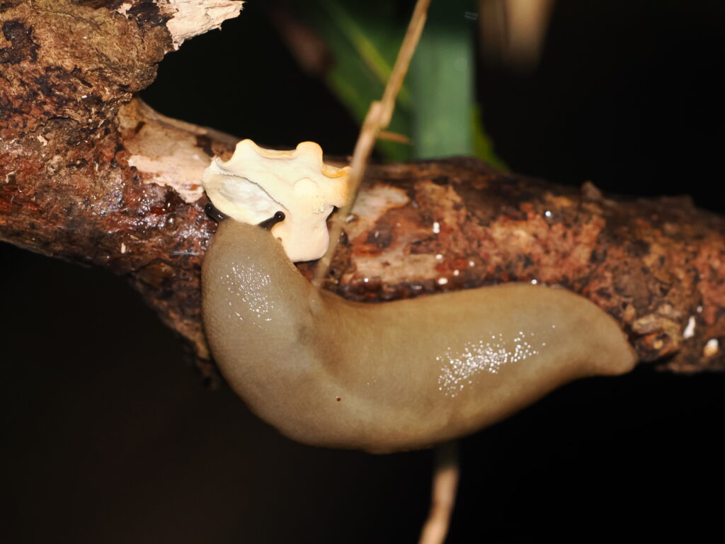 Yambaru giant slug (Meghimatium sp.) Sep 13, 2026 Eating fungus Kunigami
