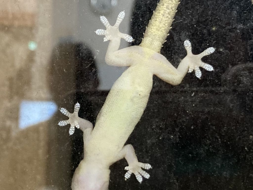 Common house gecko (Hemidactylus frenatus) Enlargement of the previous photo. The toe pads of Common house gecko are double-rowed.