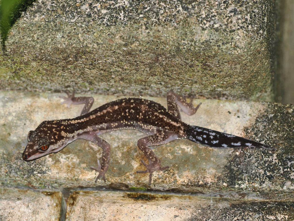 Yambaru ground gecko (Goniurosaurus nebulozonatus) Regenerated tail with irregular markings