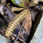 Centipedes & Allies