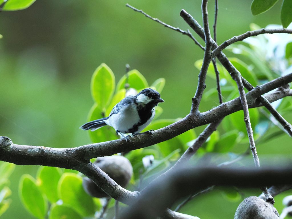 Asian tit (Okinawa subspecies) (Parus cinereus okinawae) Sep 2, 2024 The black stripe on the chest is thicker, probably a male Kunigami