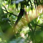 Summer Birds