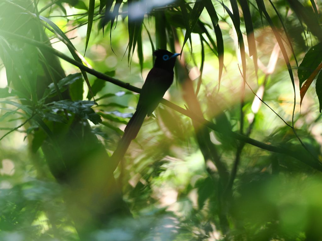 Black paradise flycatcher (Terpsiphone atrocaudata) Apr 20, 2026 A male with a long tail Kunigami