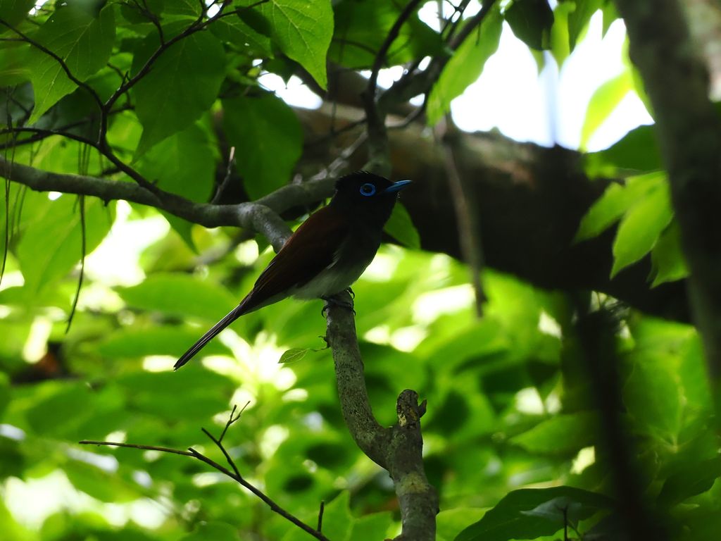 Black paradise flycatcher (Terpsiphone atrocaudata) Apr 21, 2026 A short-tailed bird, possibly also a male