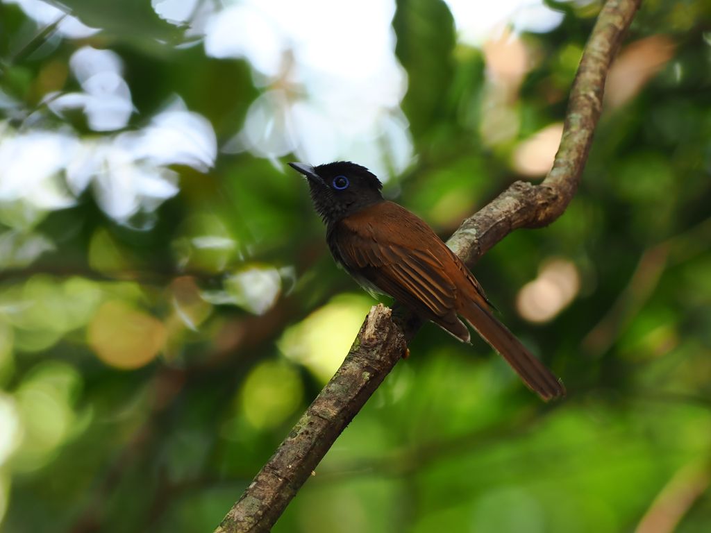 Black paradise flycatcher (Terpsiphone atrocaudata) May 15, 2026 A female with a paler color around the eyes and bill Kunigami