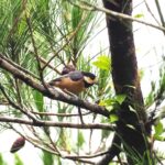 Resident Birds
