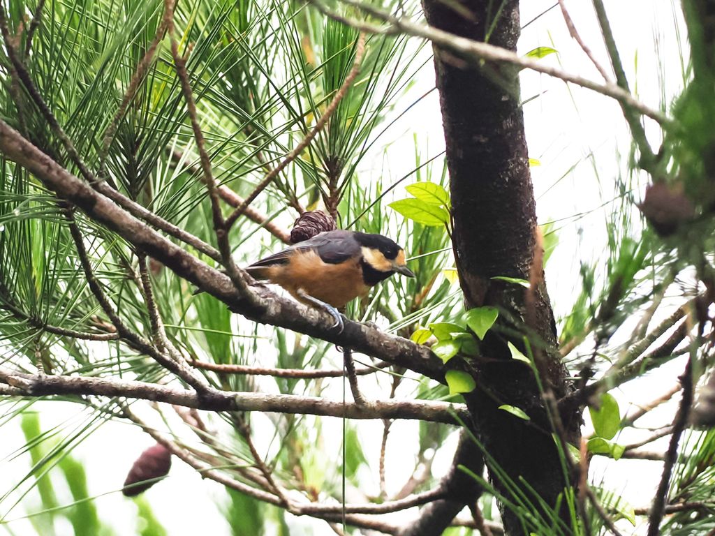 Varied tit (Amami subspecies) (Sittiparus varius amamii) Jun 12, 2026 A varied tit (Amami subspecies) perched on a pine tree Kunigami