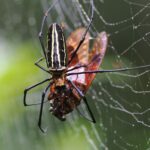 Spiders, Scorpions & Allies
