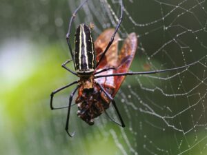 Giant golden orb weaver