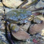 Crabs & Hermit Crabs