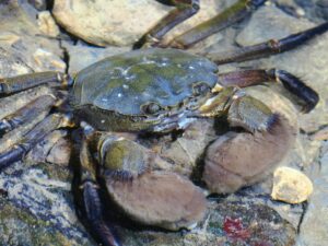 Japanese mitten crab
