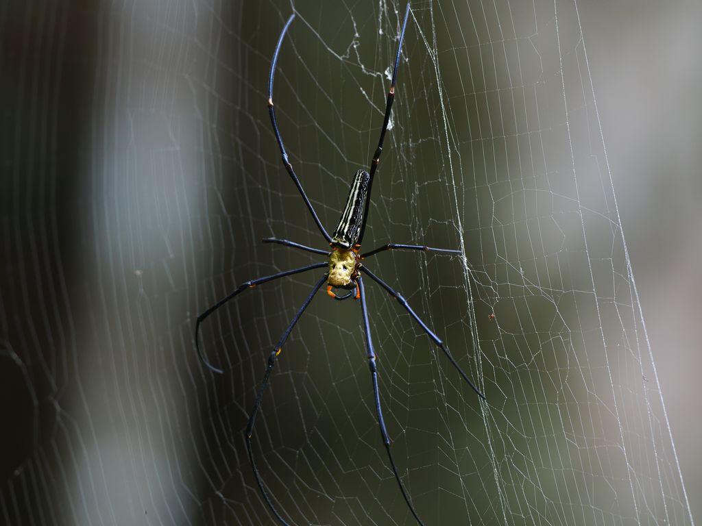 Giant golden orb weaver (Nephila pilipes) Apr 25, 2026 A large individual observed in spring. Few adults survive the winter, and the thin abdomen is probably due to a lack of food